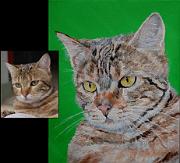 Portraits de chats